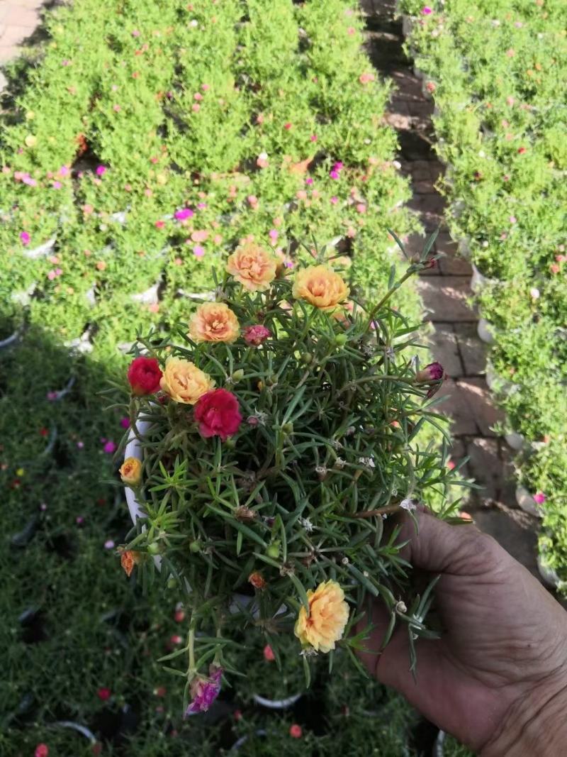 彩色太阳花盆花绿植实物实拍图办公室家居绿植