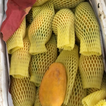 水果木瓜