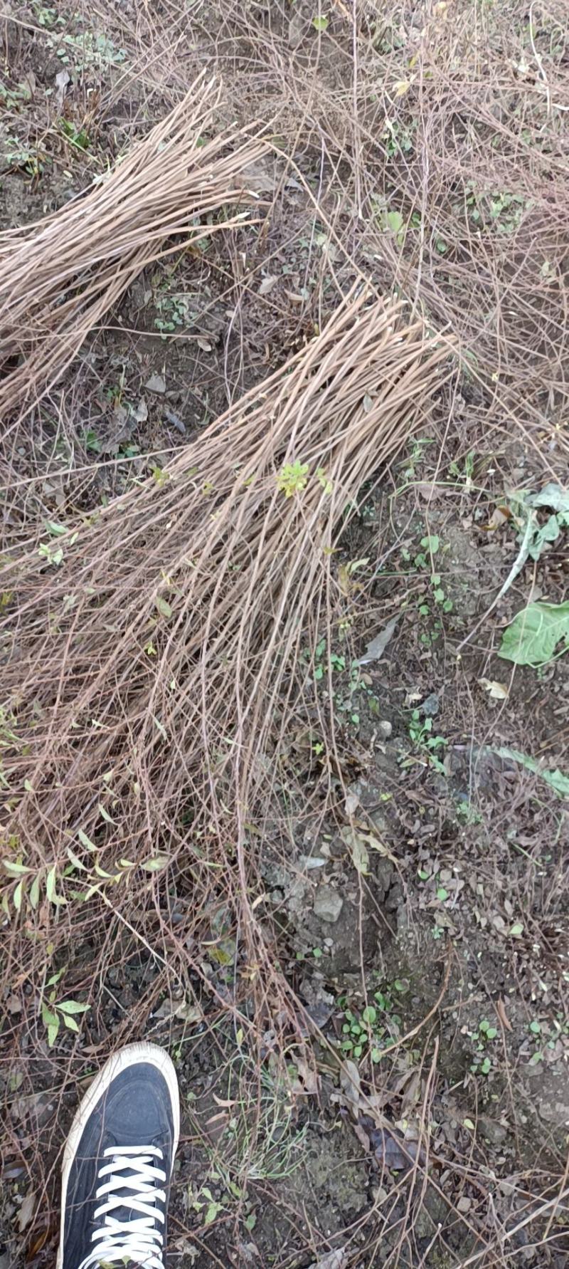 珍珠绣线菊大量出售工程苗播种苗成串的花朵