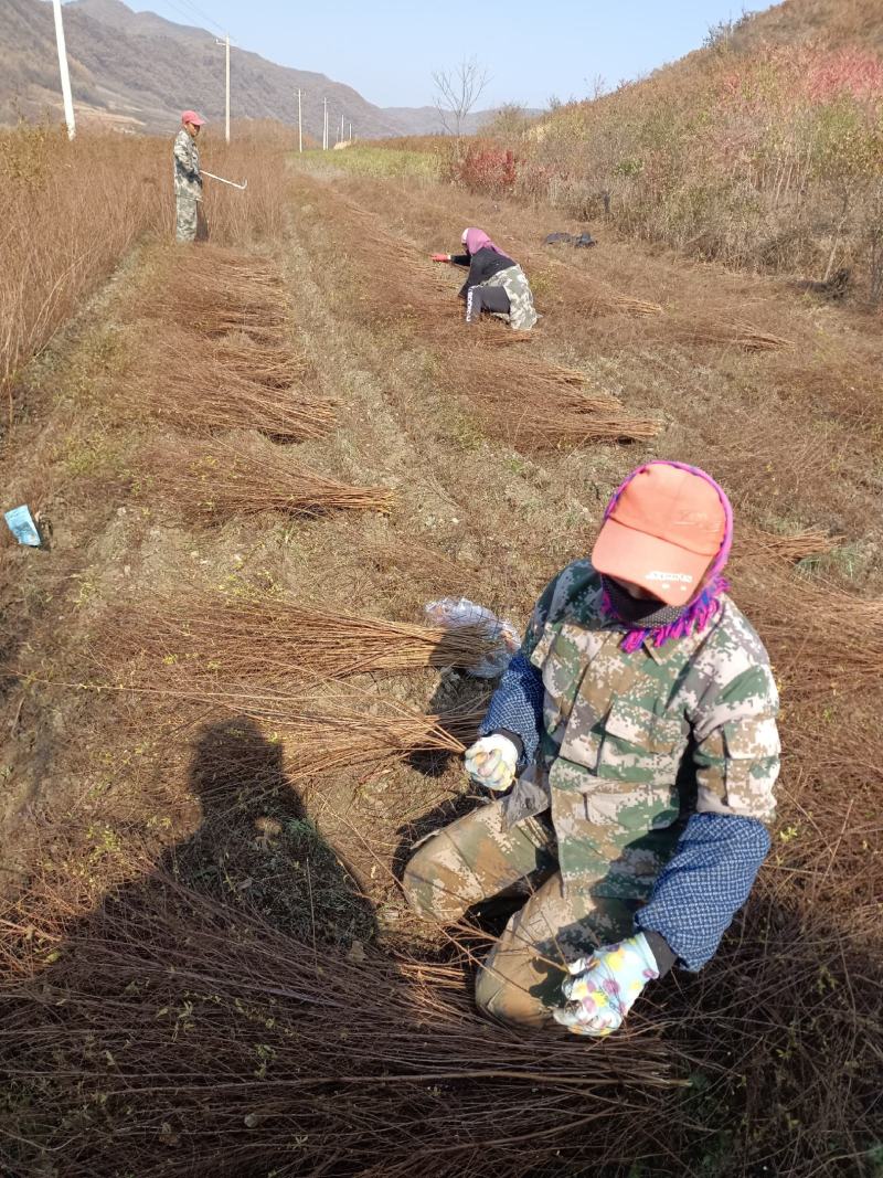 珍珠绣线菊大量出售工程苗播种苗成串的花朵