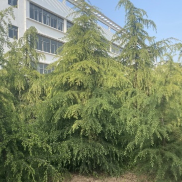 江苏沐阳精品松树雪松基地直发货量充足一手货源