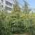 江苏沐阳精品松树雪松基地直发货量充足一手货源