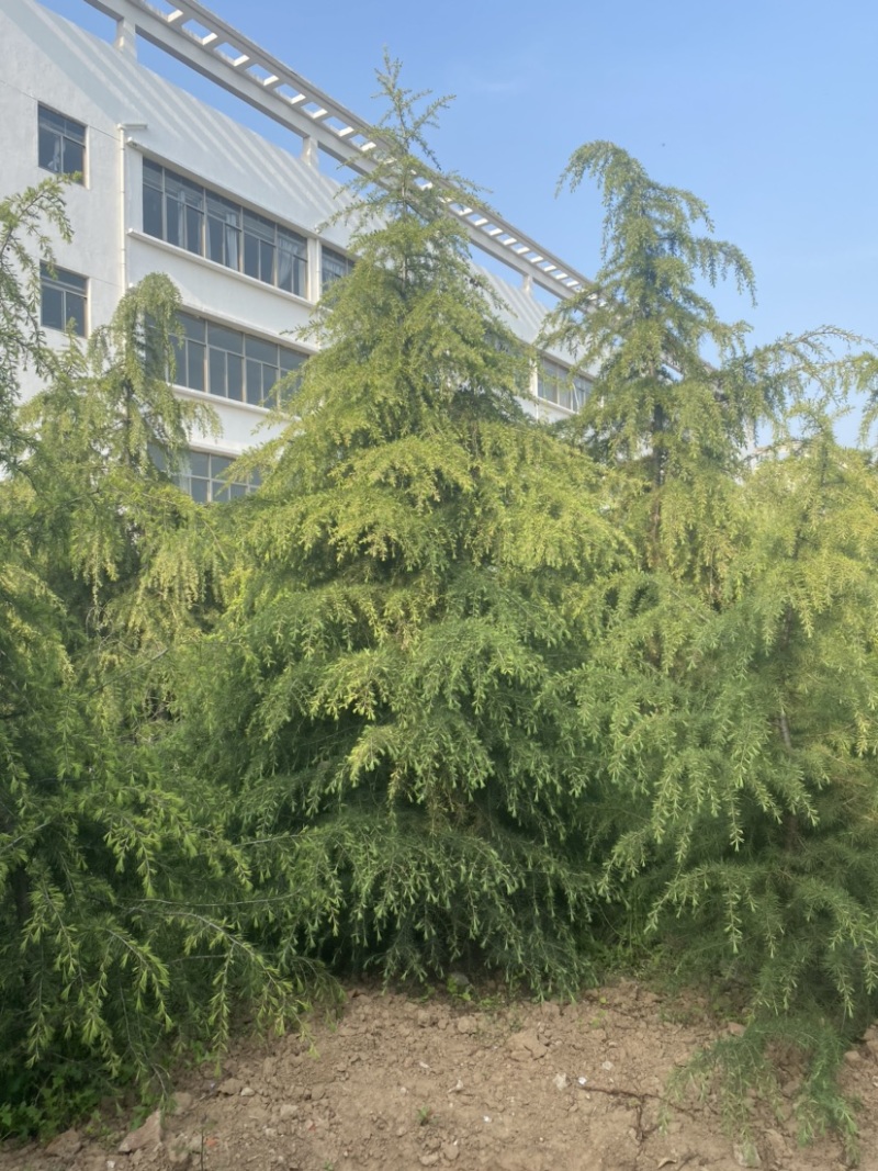 江苏沐阳精品松树雪松基地直发货量充足一手货源