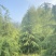 江苏沐阳精品松树雪松基地直发货量充足一手货源