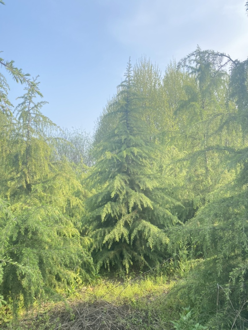 江苏沐阳精品松树雪松基地直发货量充足一手货源