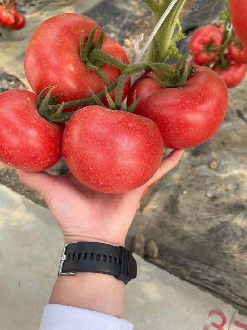 耐热耐寒大粉番茄苗硬粉果西红柿苗抗根线虫转色均匀
