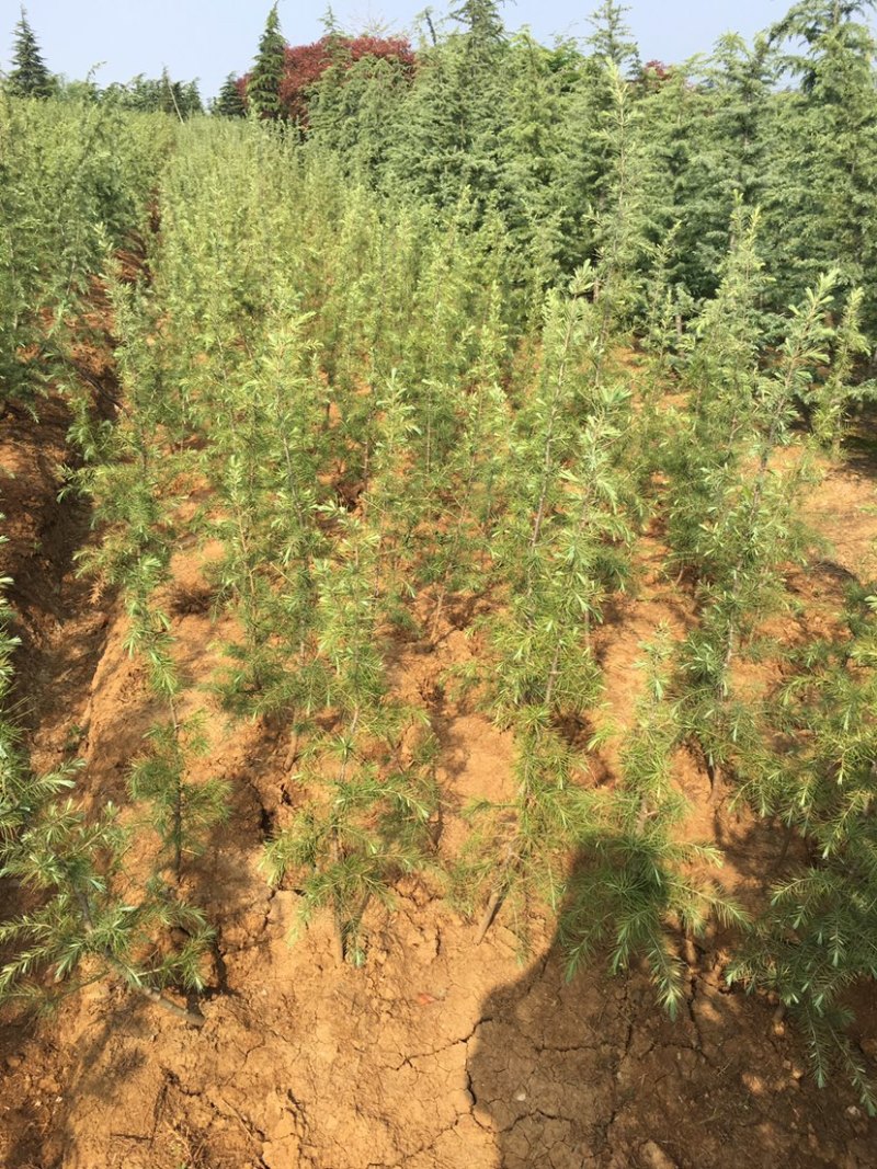 江苏沐阳精品松树雪松基地直发货量充足一手货源