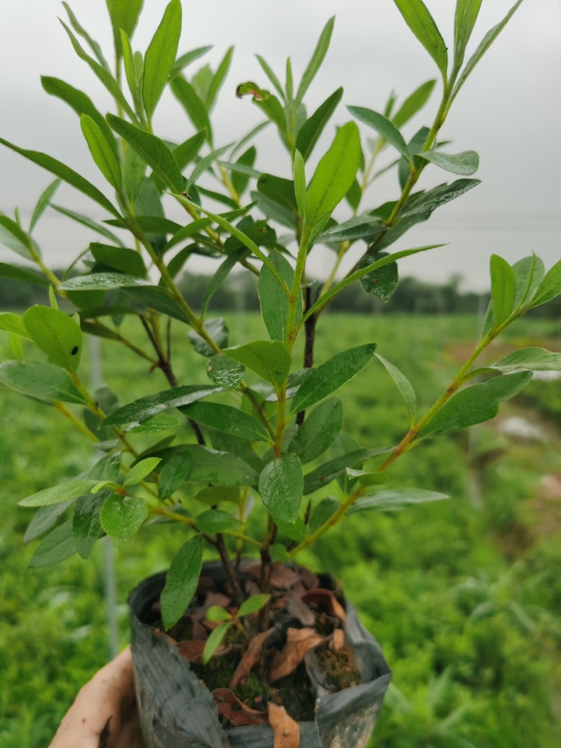 【推荐】精品杜鹃毛鹃基地直发货量充足一手货源