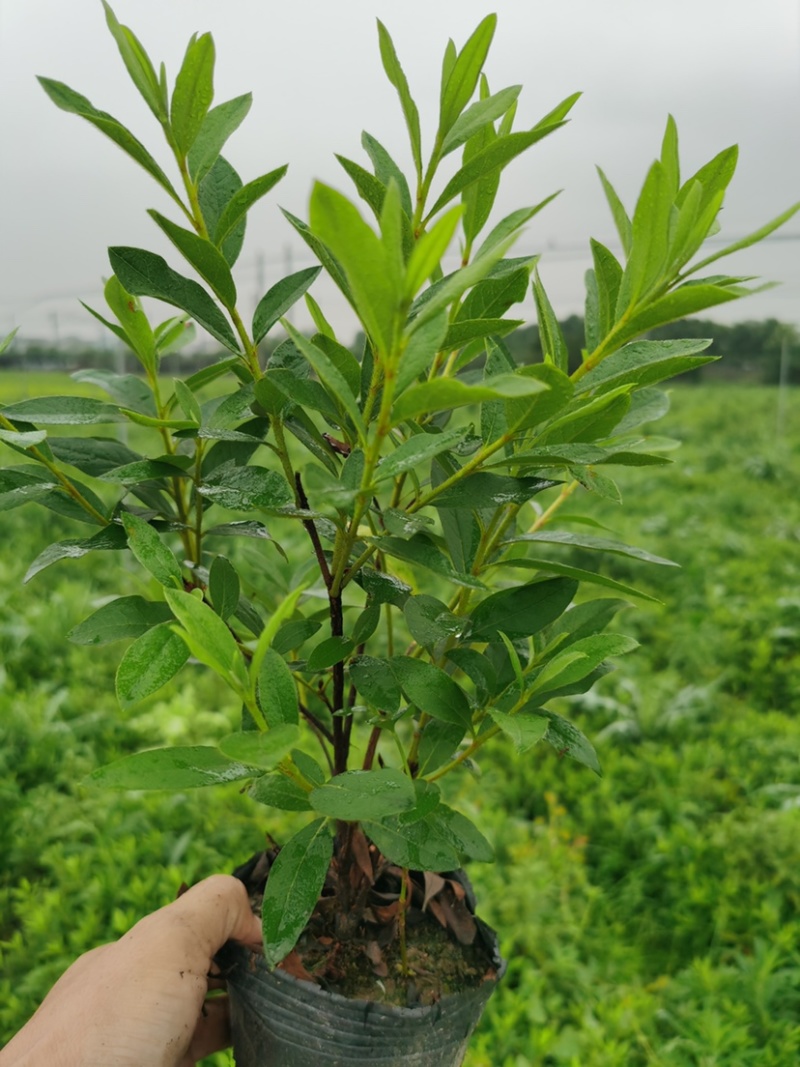 【推荐】精品杜鹃毛鹃基地直发货量充足一手货源
