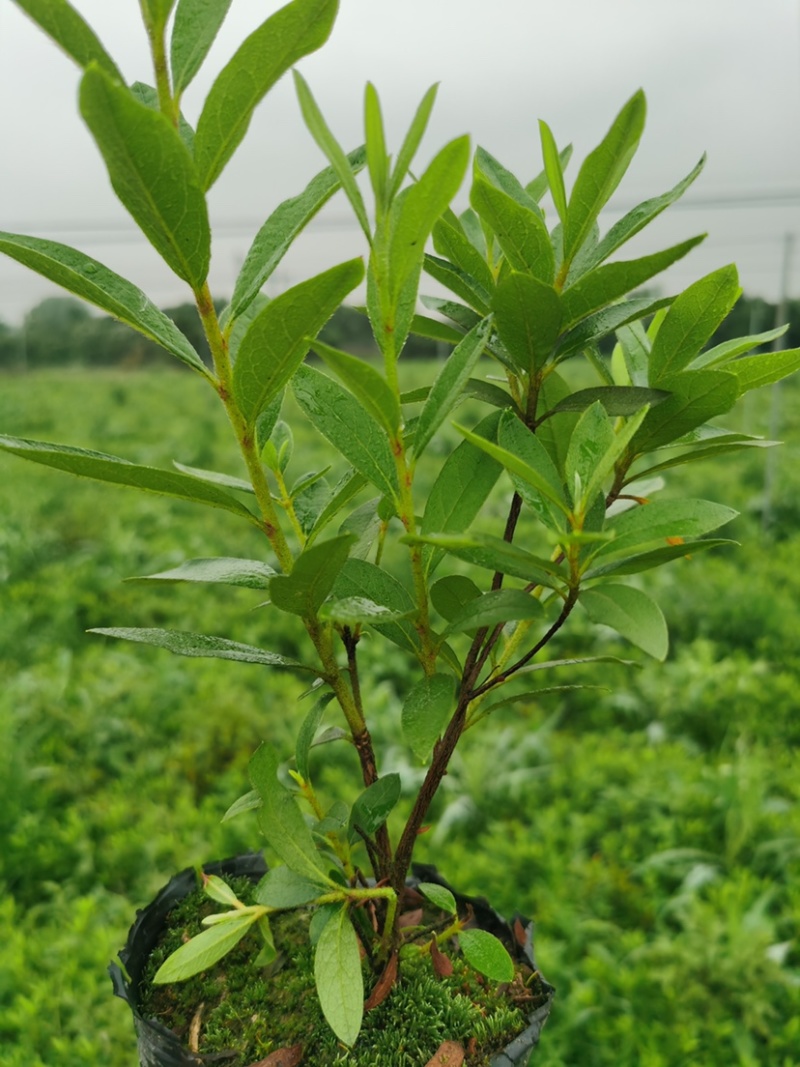 【推荐】精品杜鹃毛鹃基地直发货量充足一手货源
