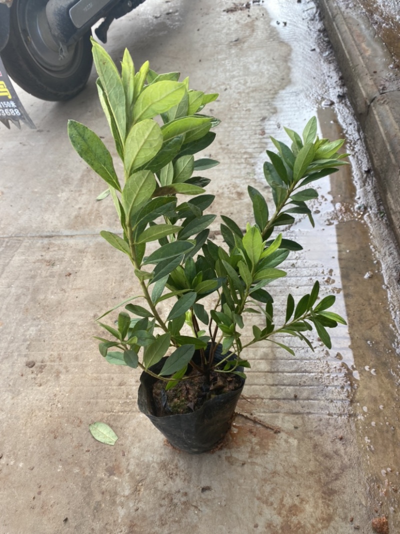 【推荐】精品杜鹃毛鹃基地直发货量充足一手货源