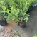 【推荐】精品杜鹃毛鹃基地直发货量充足一手货源