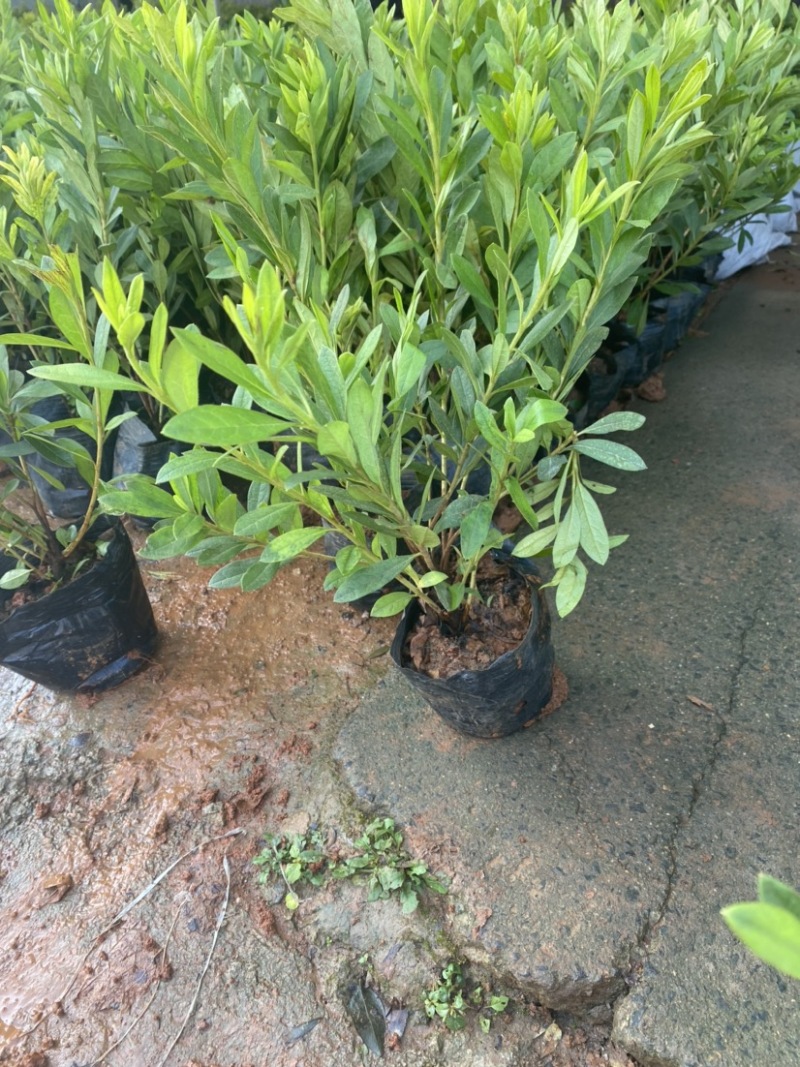 【推荐】精品杜鹃毛鹃基地直发货量充足一手货源