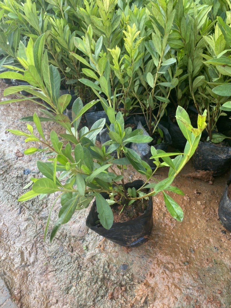 【推荐】精品杜鹃毛鹃基地直发货量充足一手货源