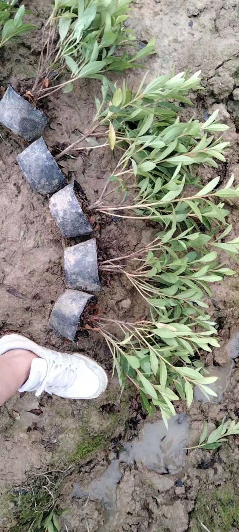 【推荐】精品杜鹃毛鹃基地直发货量充足一手货源