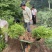 江苏沭阳瓜子黄杨基地直发货量充足一手货源欢迎咨询