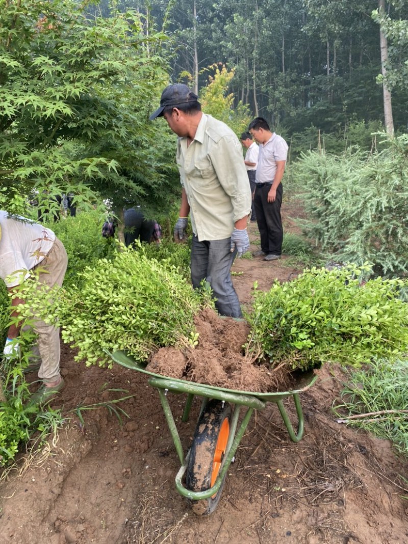 江苏沭阳瓜子黄杨基地直发货量充足一手货源欢迎咨询