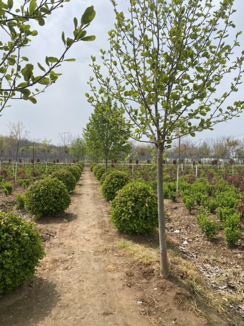 江苏沭阳瓜子黄杨基地直发货量充足一手货源欢迎咨询