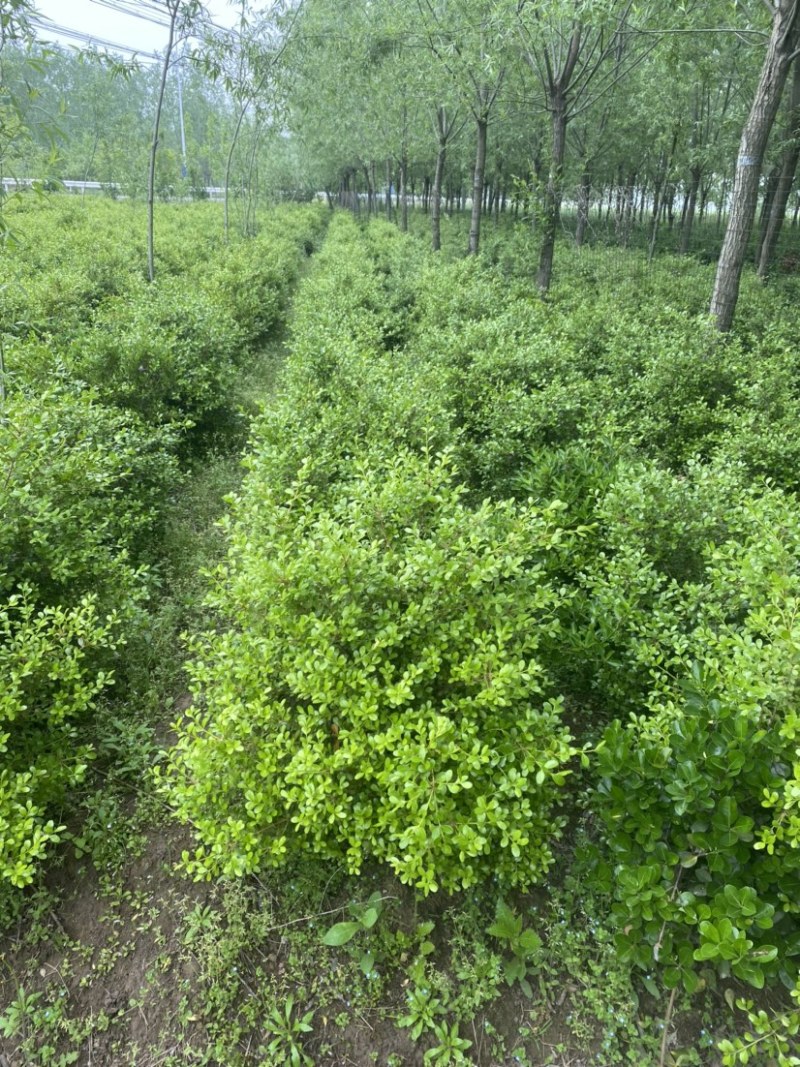 江苏沭阳瓜子黄杨基地直发货量充足一手货源欢迎咨询