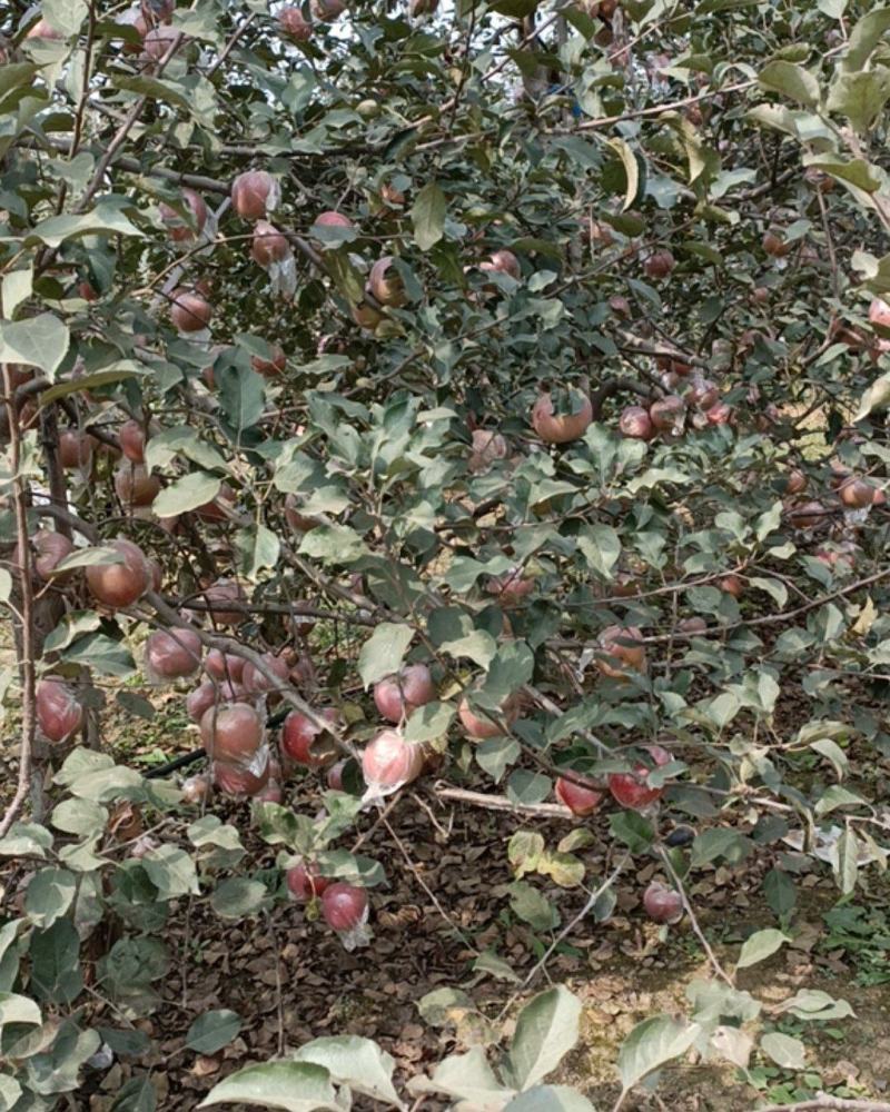 【爆品推荐】山东水晶红富士苹果冰糖心规格齐全一手货源