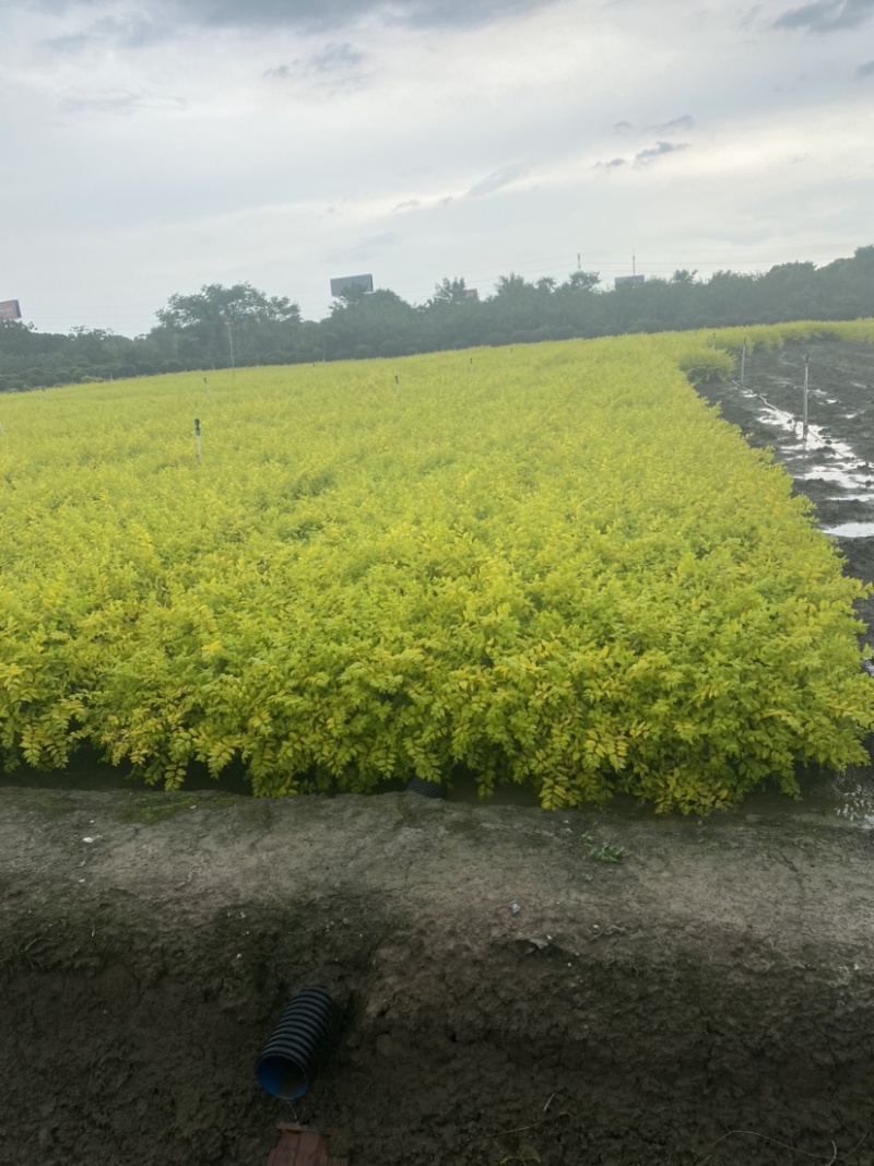 江苏沭阳金冠女贞球精品女贞产地直发货量充足一手货源