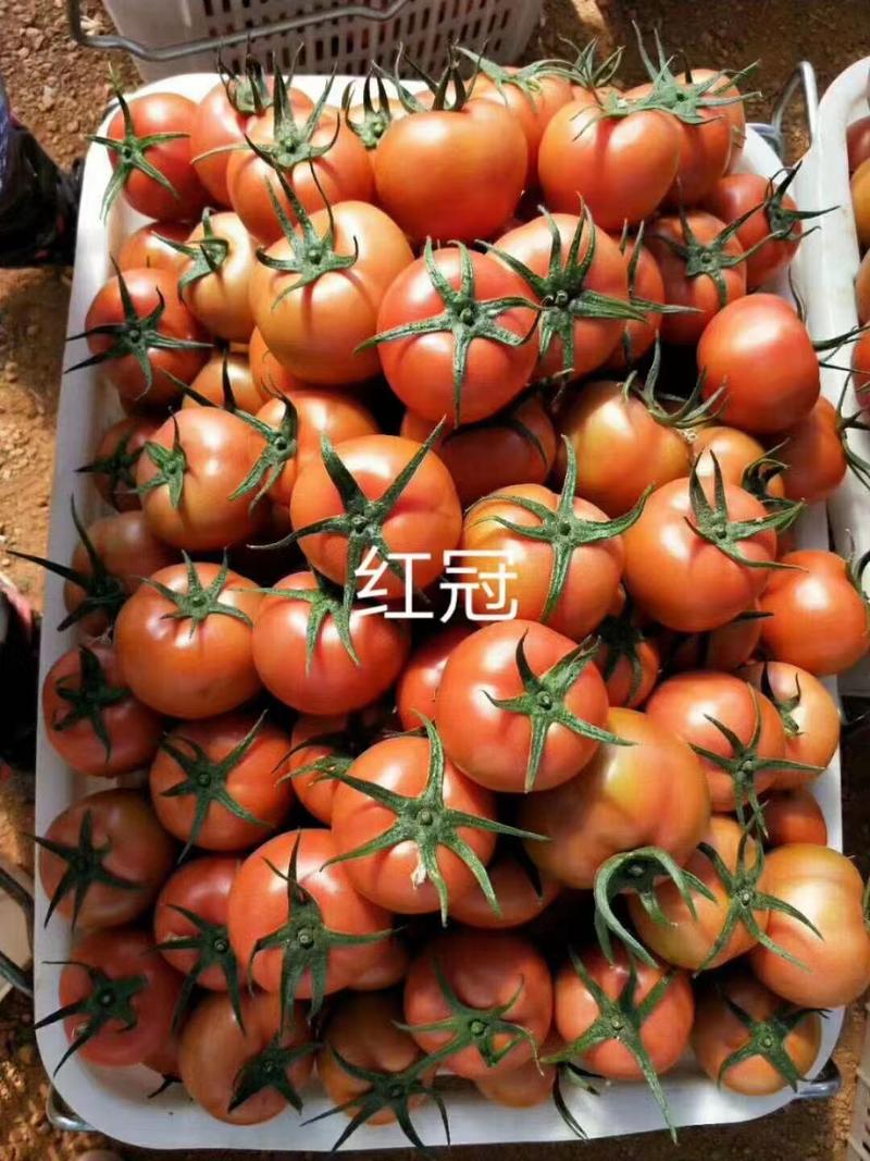 大红硬果西红柿苗齐达利红番茄苗中早熟耐运输现货批发