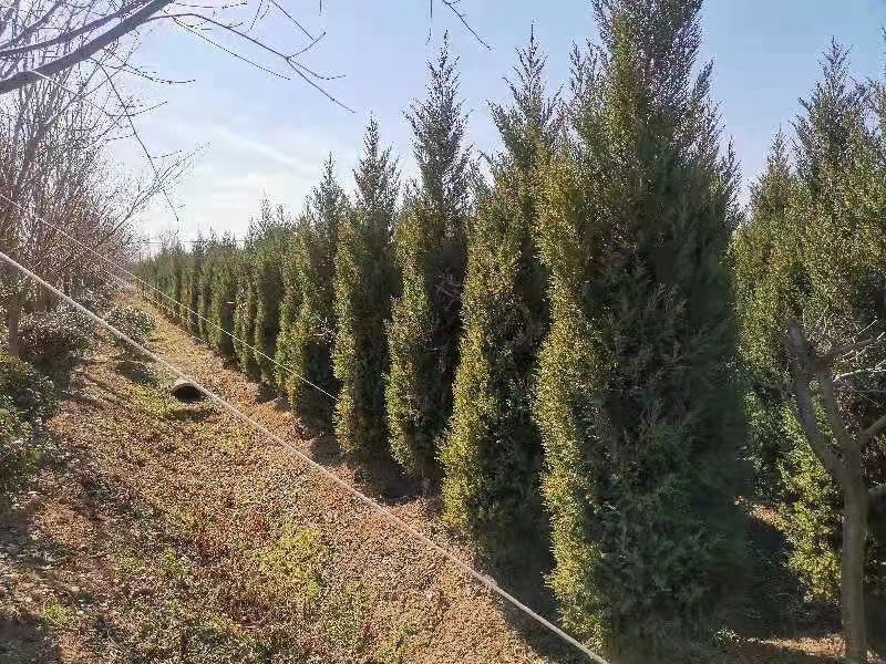 江苏沭阳精品塔柏产地直发货量充足量大从优一手货源