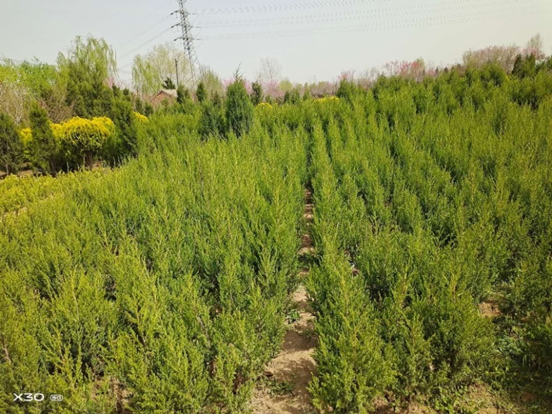 江苏沭阳精品塔柏产地直发货量充足量大从优一手货源