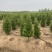 江苏沭阳精品塔柏产地直发货量充足量大从优一手货源