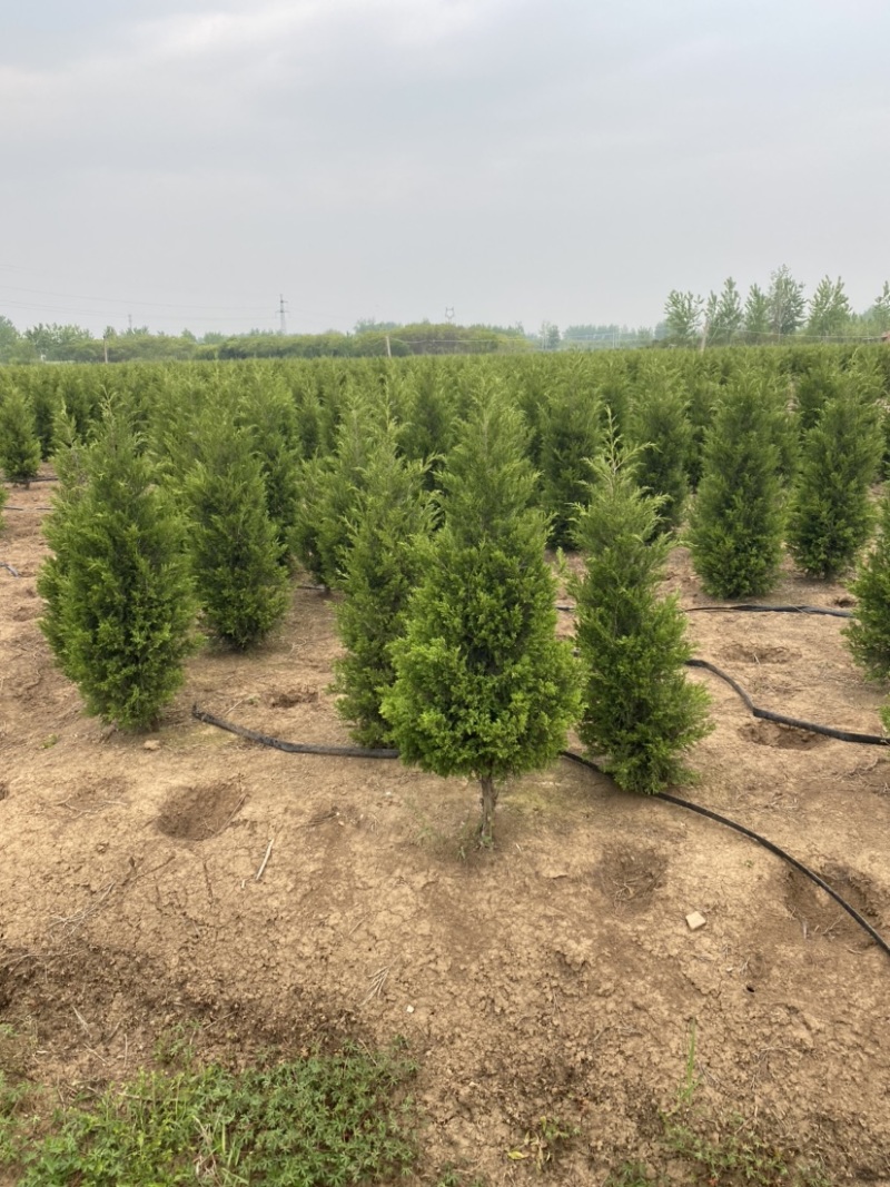 江苏沭阳精品塔柏产地直发货量充足量大从优一手货源