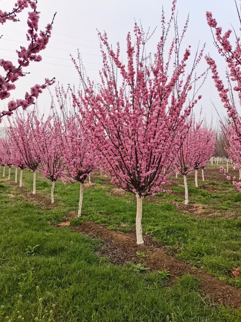 江苏沭阳精品榆叶梅红梅产地直发货量充足量大从优