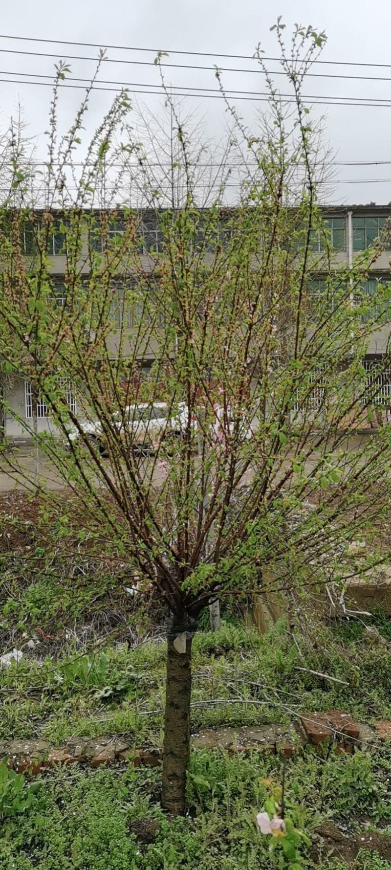 江苏沭阳精品榆叶梅红梅产地直发货量充足量大从优