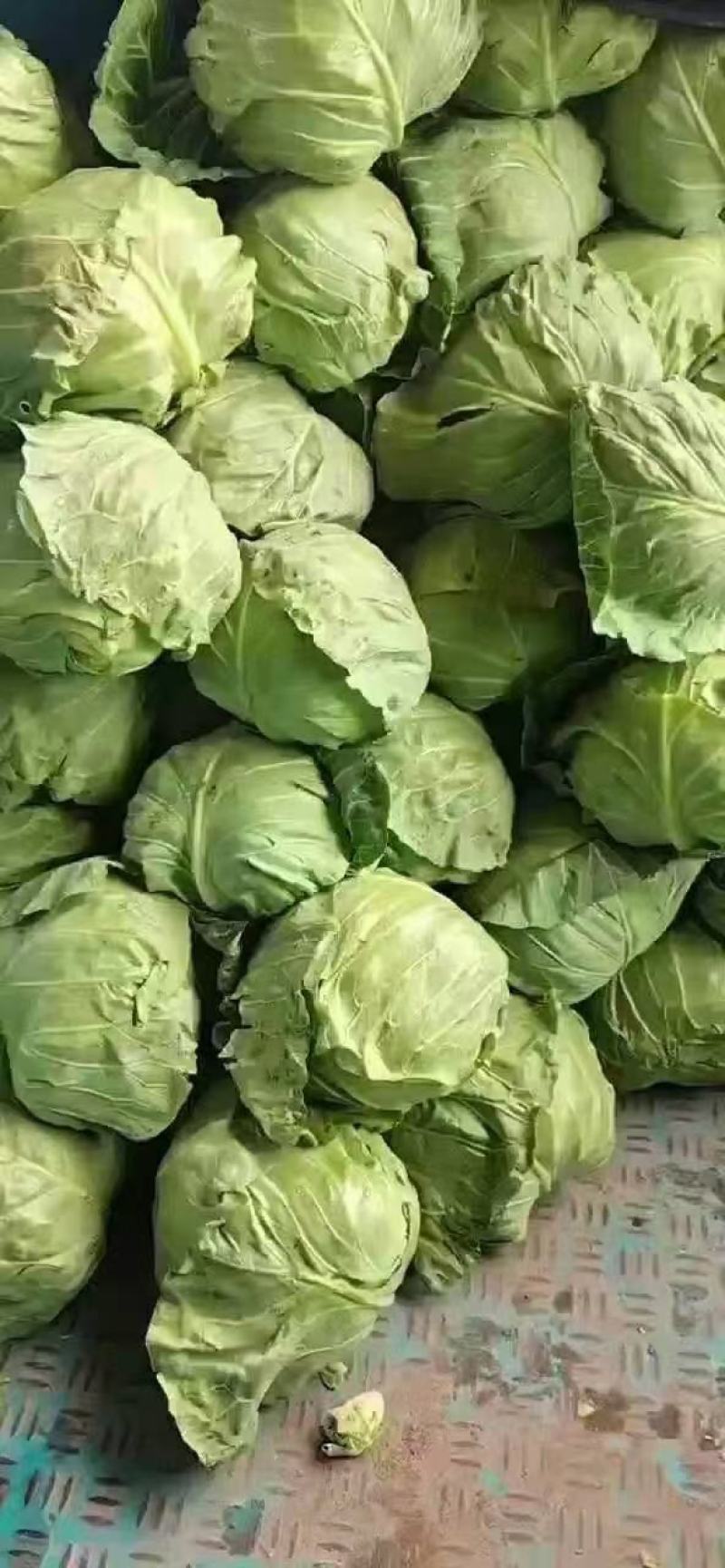 圆甘蓝扁菜甘蓝产地对接市场电商加工厂