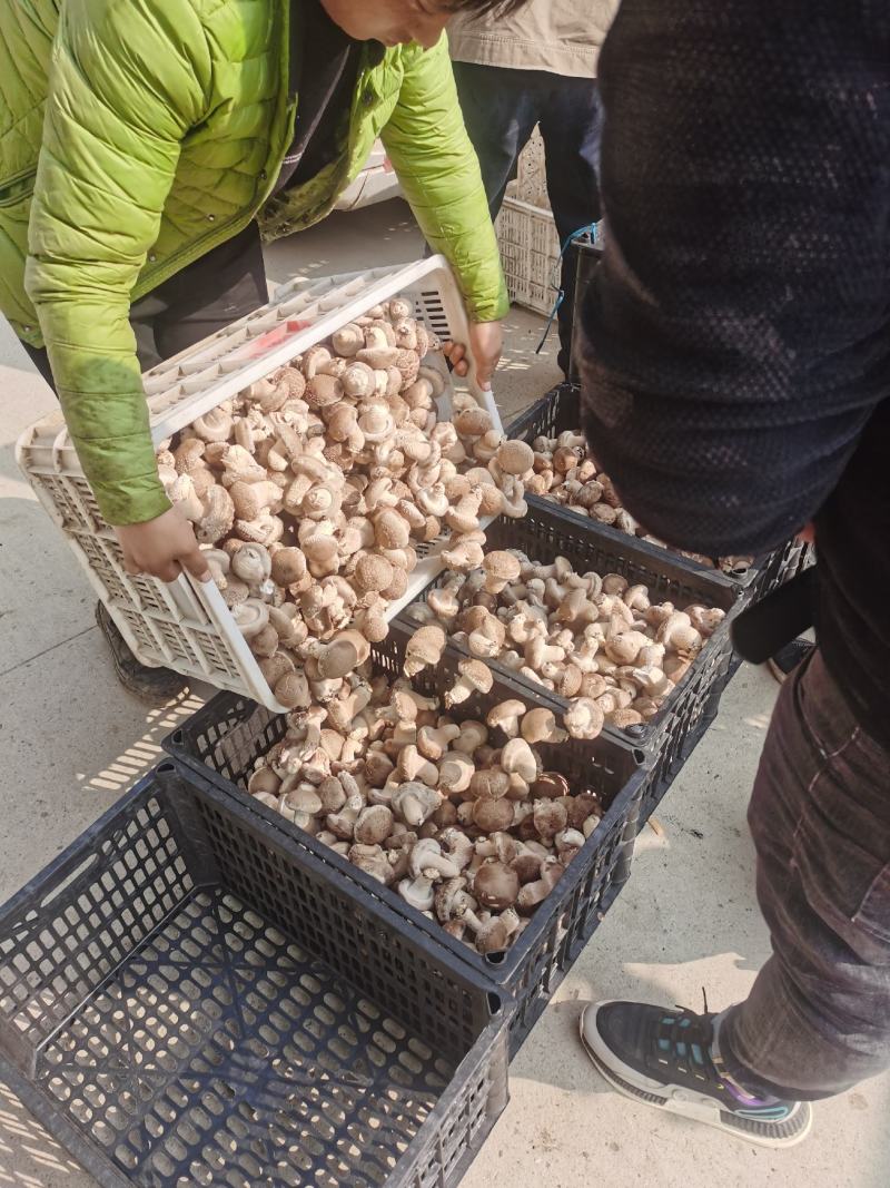 香菇