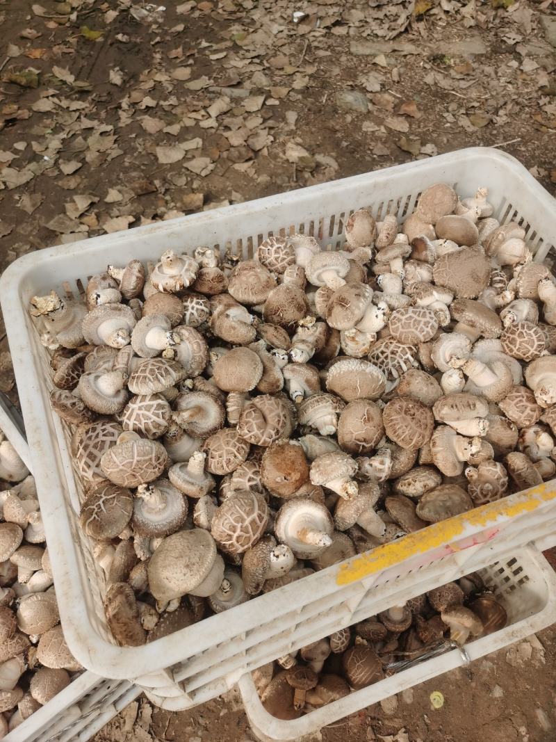 香菇