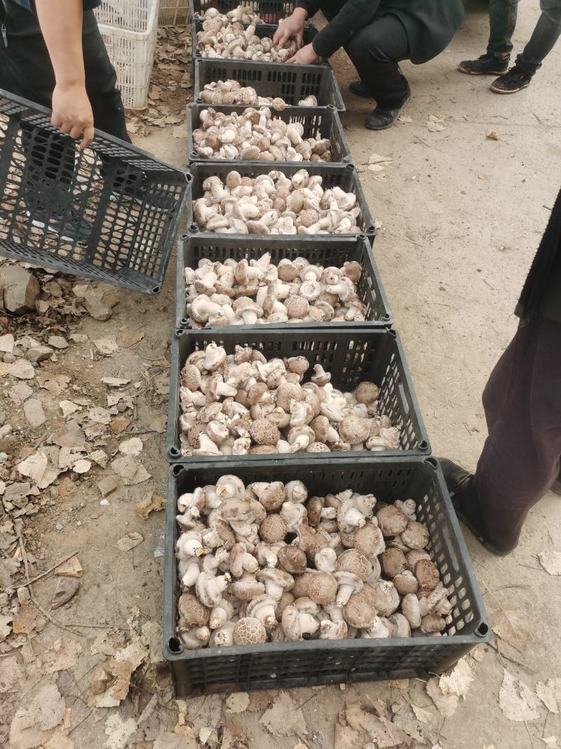 香菇