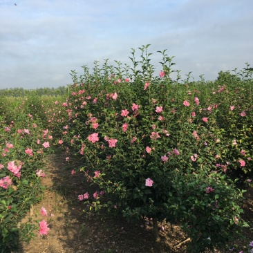 江苏沭阳精品木槿基地直发货量充足量大从优一手货源