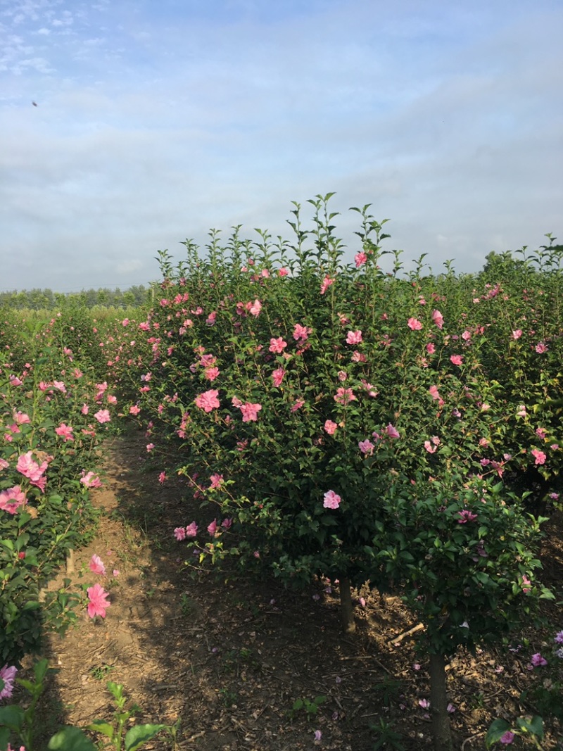 江苏沭阳精品木槿基地直发货量充足量大从优一手货源