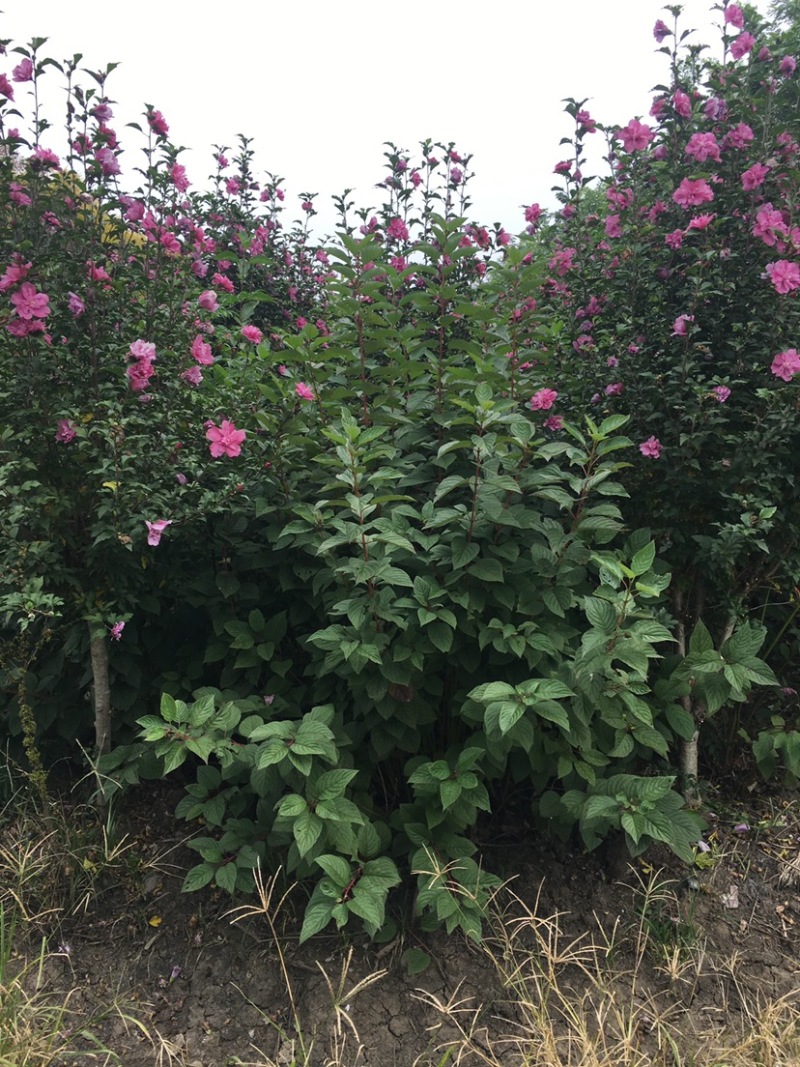 江苏沭阳精品木槿基地直发货量充足量大从优一手货源