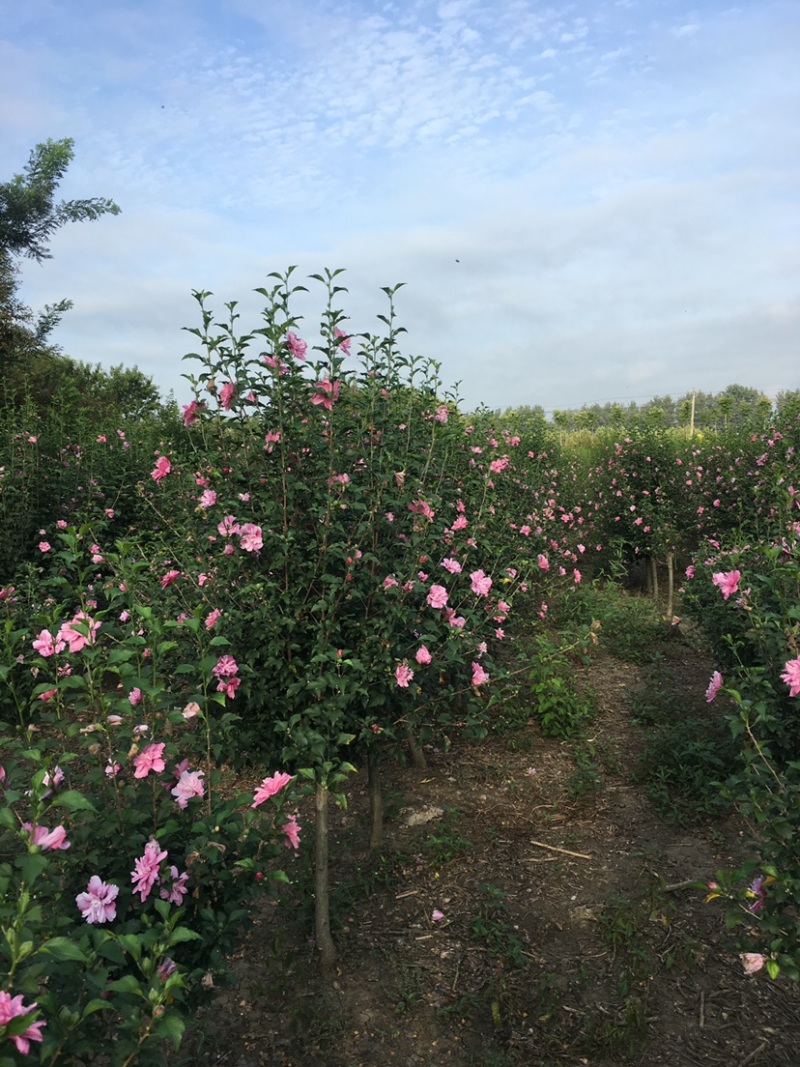 江苏沭阳精品木槿基地直发货量充足量大从优一手货源