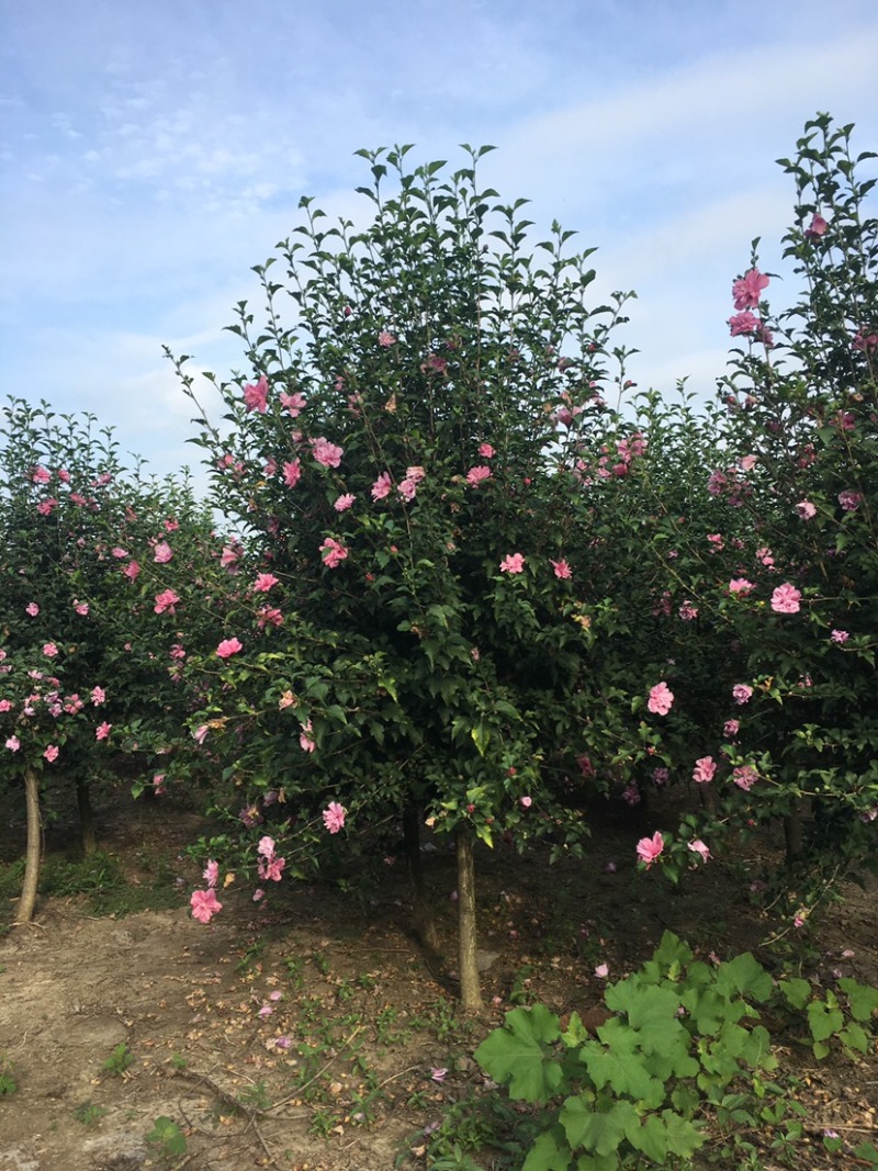 江苏沭阳精品木槿基地直发货量充足量大从优一手货源