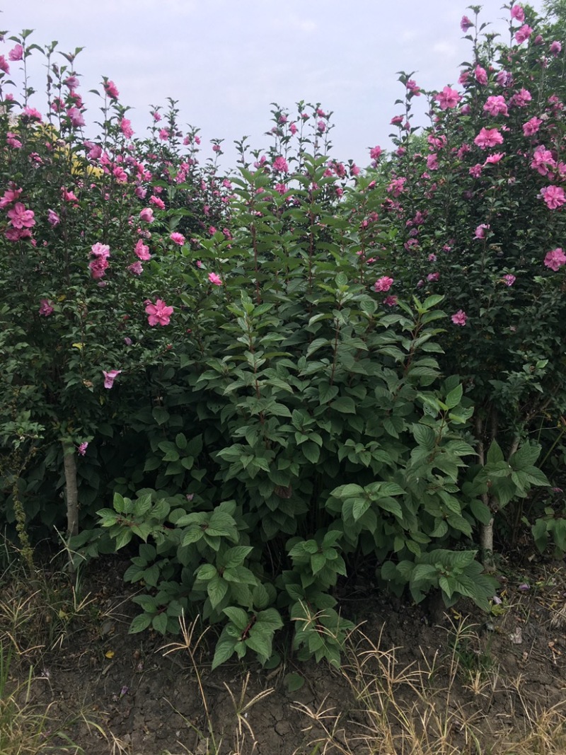 江苏沭阳精品木槿基地直发货量充足量大从优一手货源