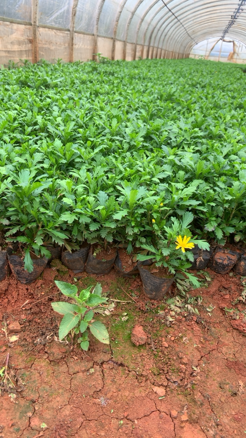 黄金菊工程用苗基地直供优质种苗一手货源自产自销