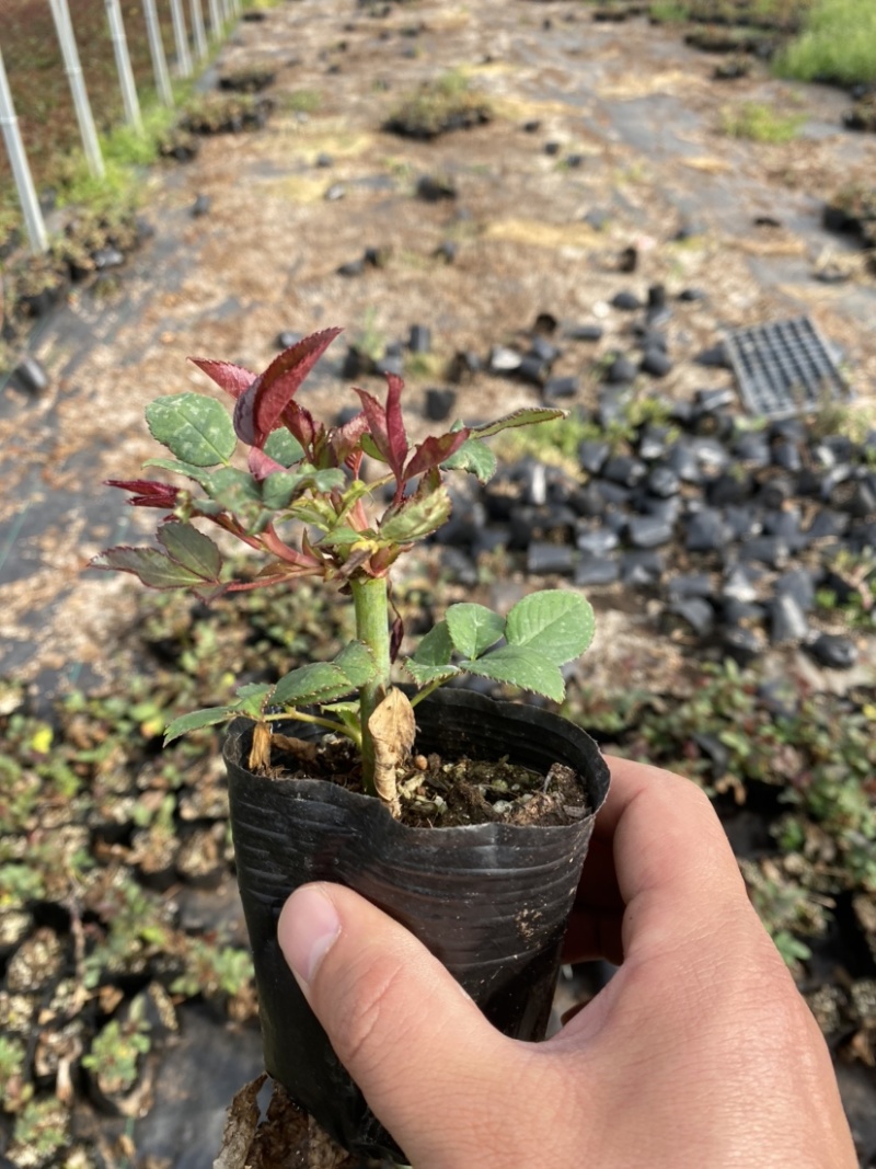 江苏沭阳精品月季品种月季基地直发货量充足量大从优