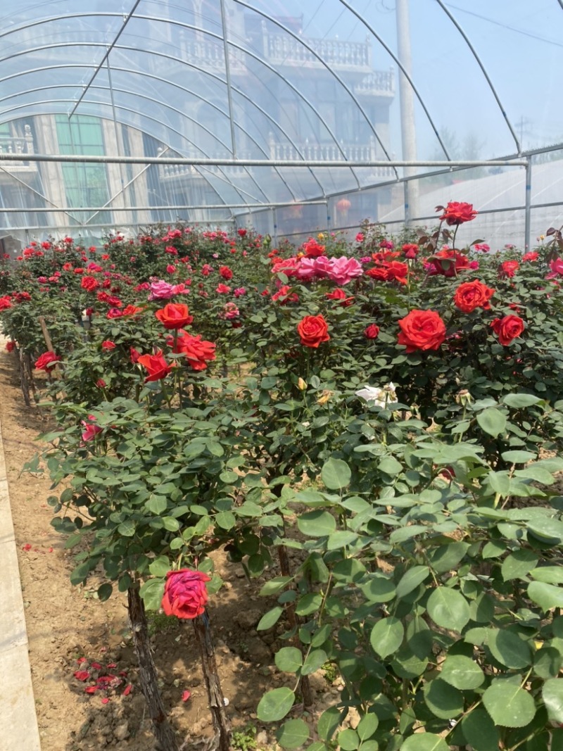 江苏沭阳精品月季品种月季基地直发货量充足量大从优