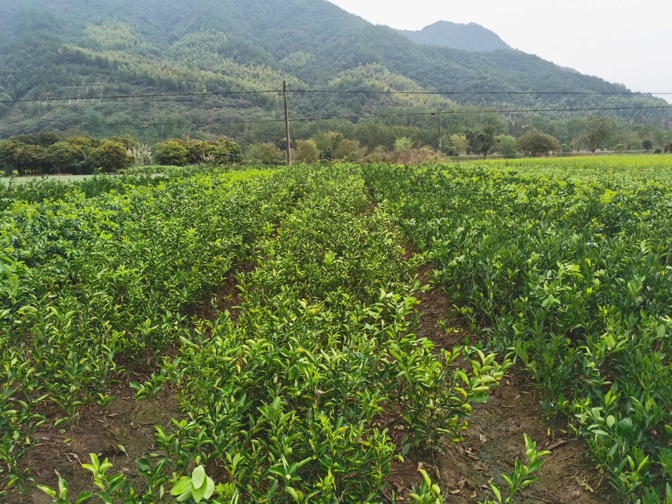 大果柑果园实景图