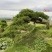 江苏沭阳造型黑松五针松基地直发货量充足量大从优