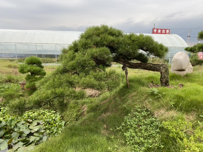 江苏沭阳造型黑松五针松基地直发货量充足量大从优