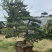 江苏沭阳造型黑松五针松基地直发货量充足量大从优