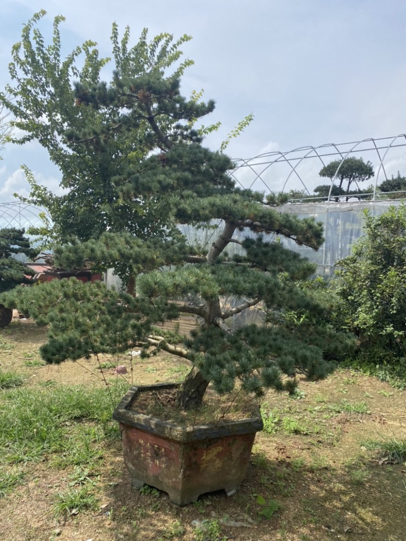 江苏沭阳造型黑松五针松基地直发货量充足量大从优